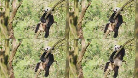 春天树林里挂在树上睡觉的懒洋洋的大熊猫高清在线视频素材下载