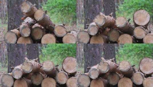 掉落在森林树干上的伐木高清在线视频素材下载