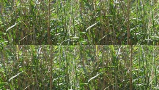蜻蜓降落在绿叶中的芦苇上慢动作静态高清在线视频素材下载
