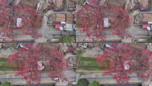 中国广东省佛山市南海区夏北河北书院木棉花高清在线视频素材下载