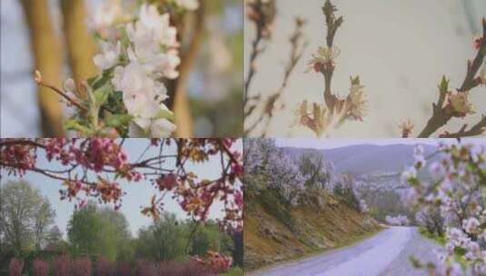 花朵盛开美景视频高清在线视频素材下载