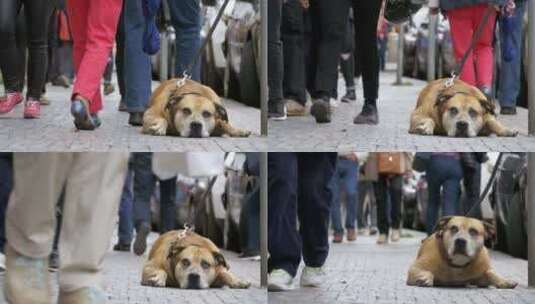 忠实不幸的狗躺在人行道上等待主人人群冷漠高清在线视频素材下载
