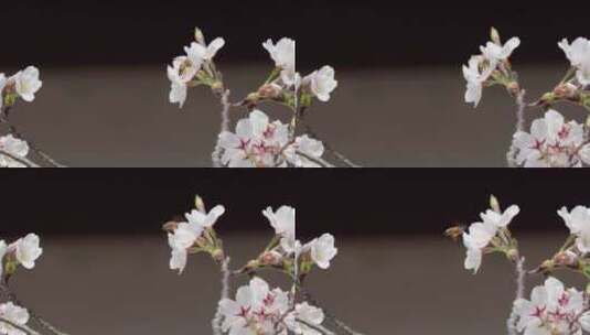 4K春天蜜蜂采蜜樱花慢动作实拍【可商用】高清在线视频素材下载