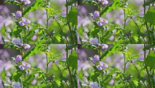 春天盛开的紫色二月兰一片花朵高清在线视频素材下载