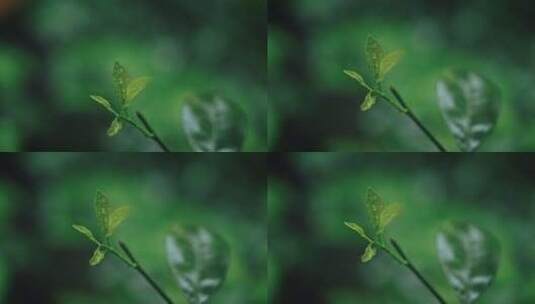 植物抽芽发芽花春雷春雨春天绿2556高清在线视频素材下载