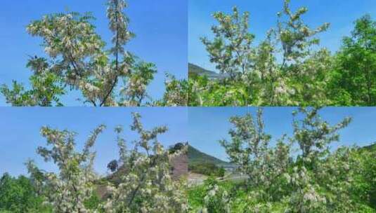 群蜂采蜜洋槐花 清明惊蛰洋槐花随风飘舞高清在线视频素材下载