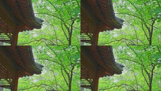 中国古建筑屋檐与绿色的树林仰拍高清在线视频素材下载