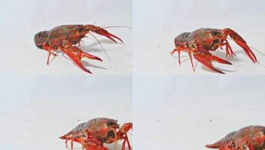 白色背景活的小龙虾爬动海鲜生鲜虾摆拍高清在线视频素材下载