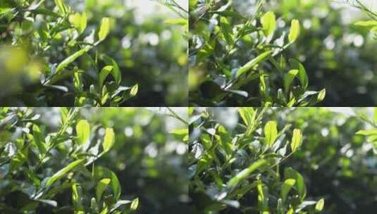 绿色生态茶山清新唯美镜头高清在线视频素材下载