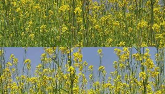 初夏的油菜花田高清在线视频素材下载