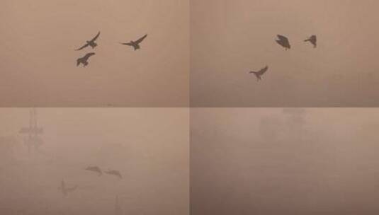 晨雾中飞行的鸿雁、豆雁高清在线视频素材下载