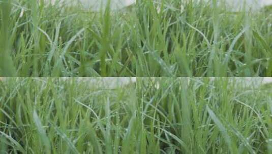 绿色的春天草里面缓慢的运动，有大的露珠。高清在线视频素材下载