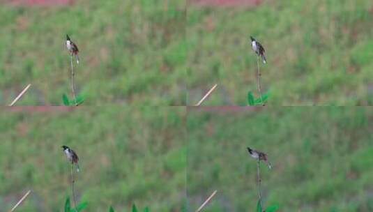 红耳鹎野生飞鸟野生动物高清在线视频素材下载