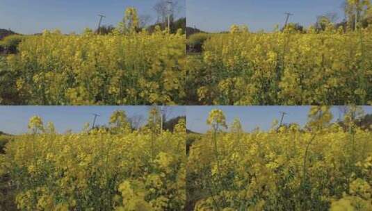 春天油菜花盛开植物鲜花实拍高清在线视频素材下载