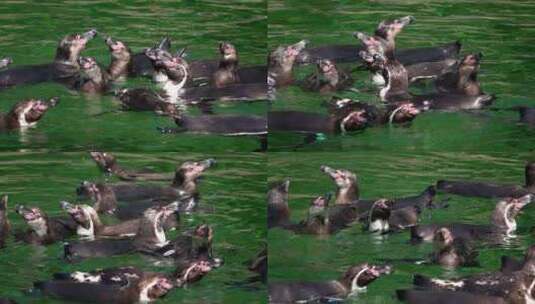 绿色纯水中的动物企鹅高清在线视频素材下载