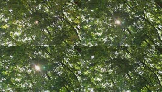 树与阳光高清在线视频素材下载