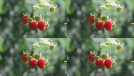 树莓特写高清在线视频素材下载