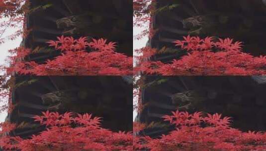 杭州西湖郭庄古典园林春天红枫高清在线视频素材下载