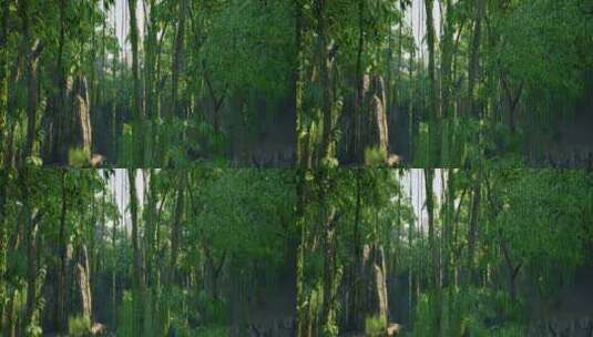 8K原始森林树木场景高清在线视频素材下载