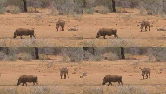 野猪在非洲的平原上游荡高清在线视频素材下载