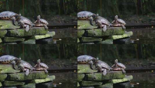 在石阶上休息的乌龟高清在线视频素材下载