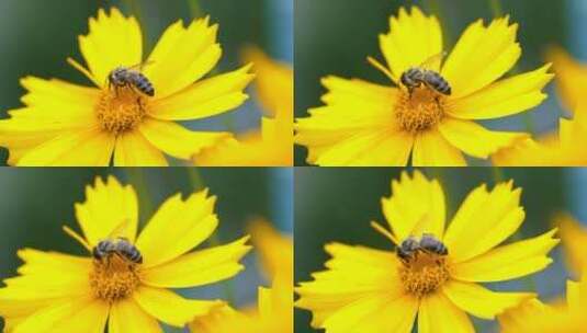 黄色小花上的虫子高清在线视频素材下载