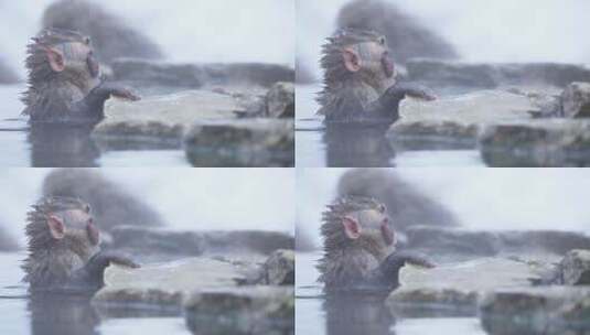 冰湖里的猕猴高清在线视频素材下载