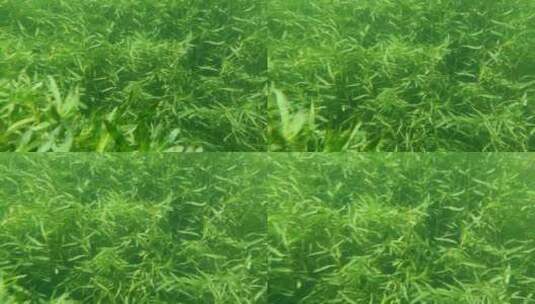 水下摄影水草生长高清在线视频素材下载