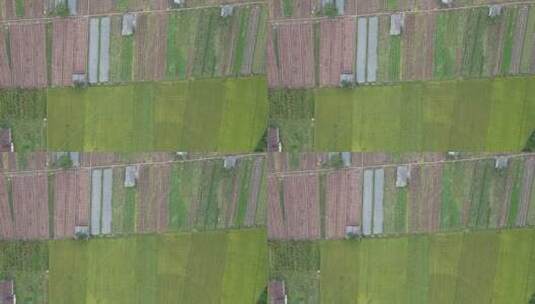 航拍农业种植农田稻田高清在线视频素材下载