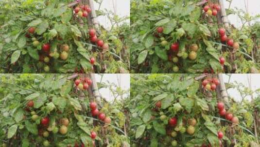 成熟的小番茄高清在线视频素材下载