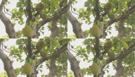 丰硕的菠萝蜜树高清在线视频素材下载