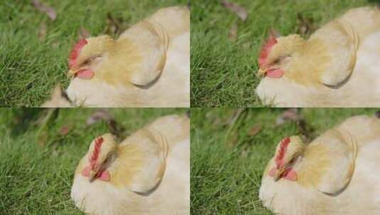 鸡 静坐的鸡 肉鸡 草地 散养 养鸡高清在线视频素材下载