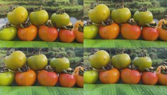 柿子4K实拍视频高清在线视频素材下载