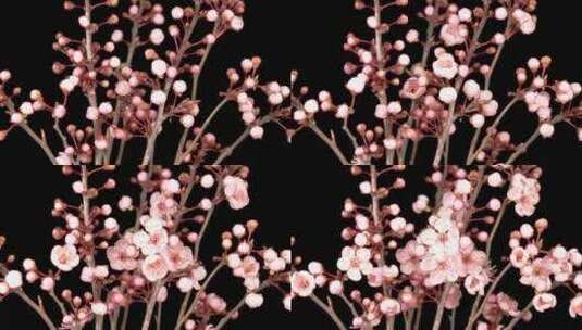 樱桃树上盛开的粉红色花朵高清在线视频素材下载