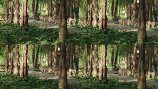 66 杭州 古风 风景 早晨 小道 树林高清在线视频素材下载