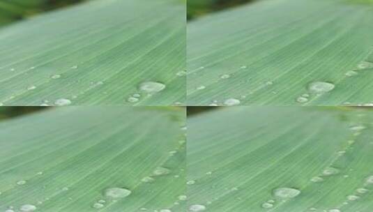 雨天叶子上的水滴植物美人蕉4k高清在线视频素材下载