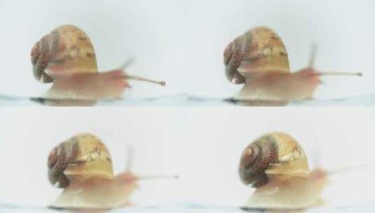 爬动的蜗牛高清在线视频素材下载