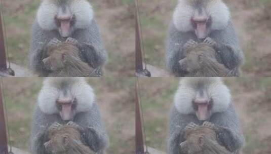 济南野生动物世界猴子妈妈给小狗子整理毛发高清在线视频素材下载