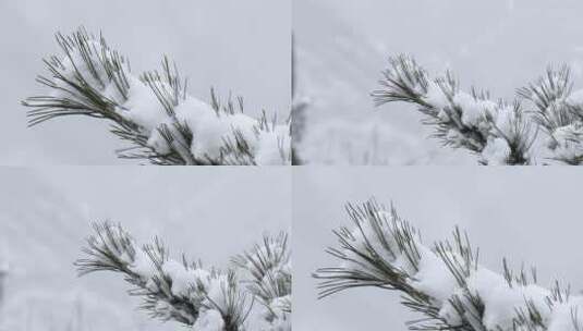 4K拍摄松枝上的雪高清在线视频素材下载