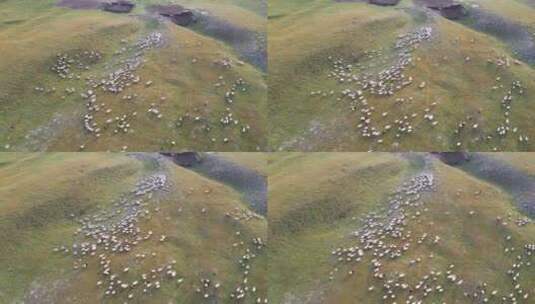 羊群奔跑航拍高清在线视频素材下载