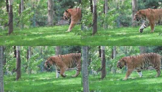 老虎西伯利亚虎在草坪行走高清在线视频素材下载