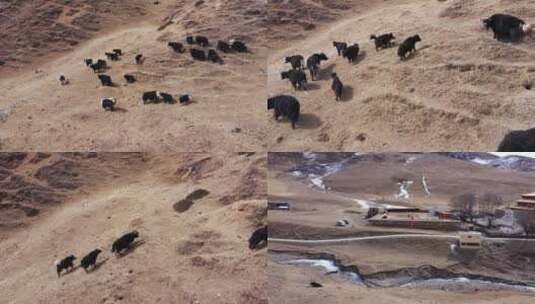 甘孜 高原  牦牛 4K航拍高清在线视频素材下载