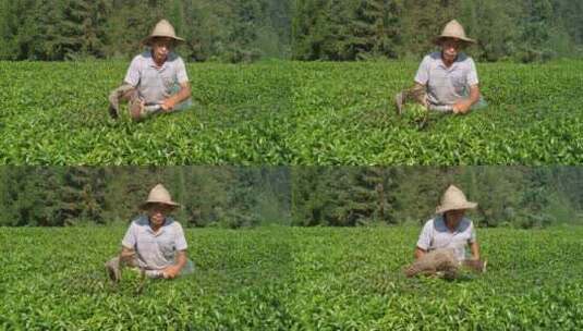 农民茶山茶园茶叶茶田采茶4K实拍视频 (64)高清在线视频素材下载
