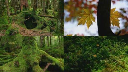 原始森林苔藓绿植树木枫叶自然风景高清在线视频素材下载
