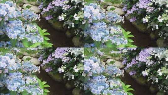 绣球花花语植物园高清在线视频素材下载