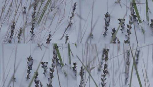 天祝草原雪景高清在线视频素材下载