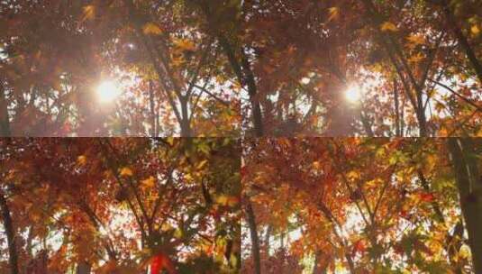 秋天里的红色枫叶金秋秋色宜人高清在线视频素材下载