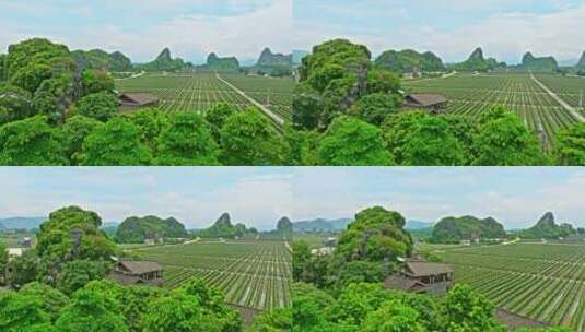 广西火龙果生产种植基地外景航拍高清在线视频素材下载