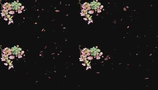 海棠花瓣飞舞透明背景高清在线视频素材下载