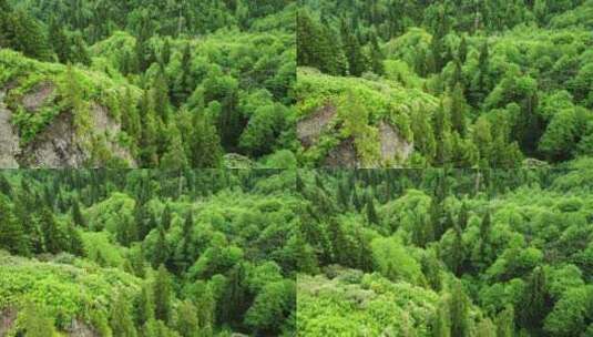 航拍绿色森林景观高清在线视频素材下载